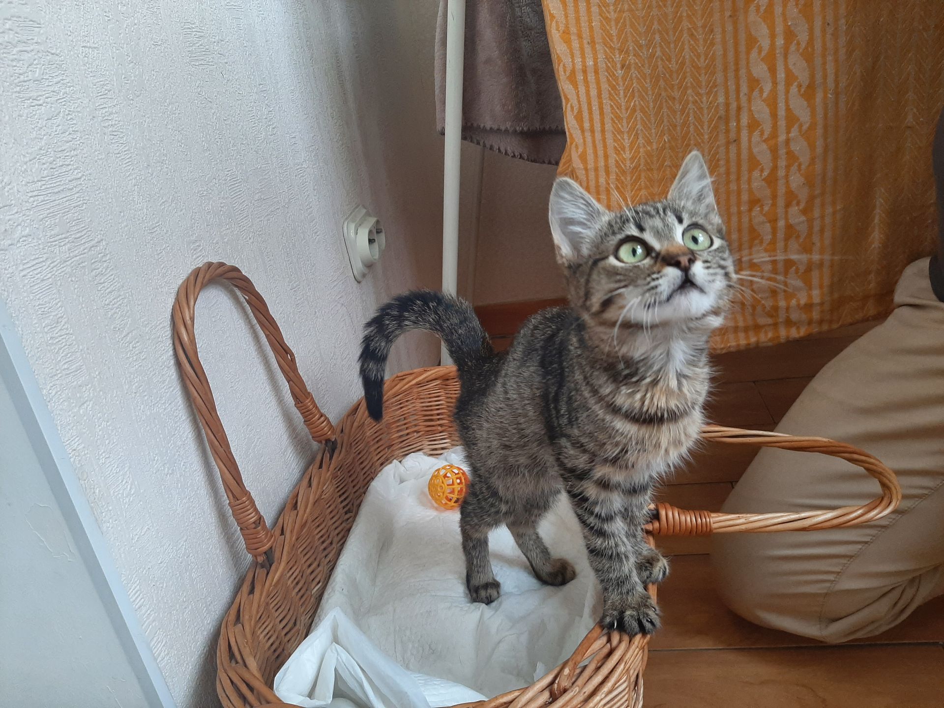 кошеня Тоня