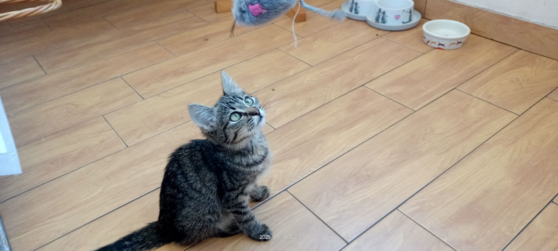 кошеня Тоня