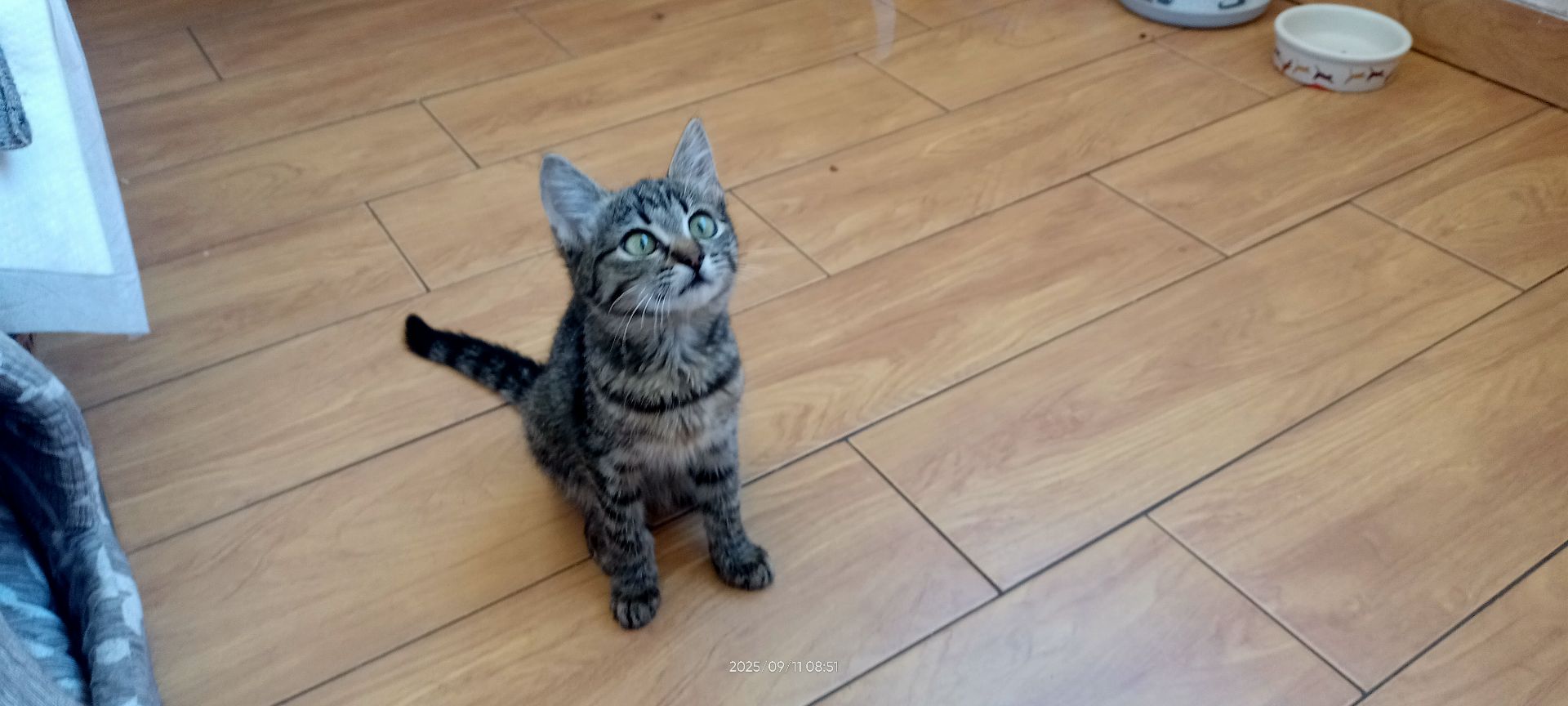 кошеня Тоня