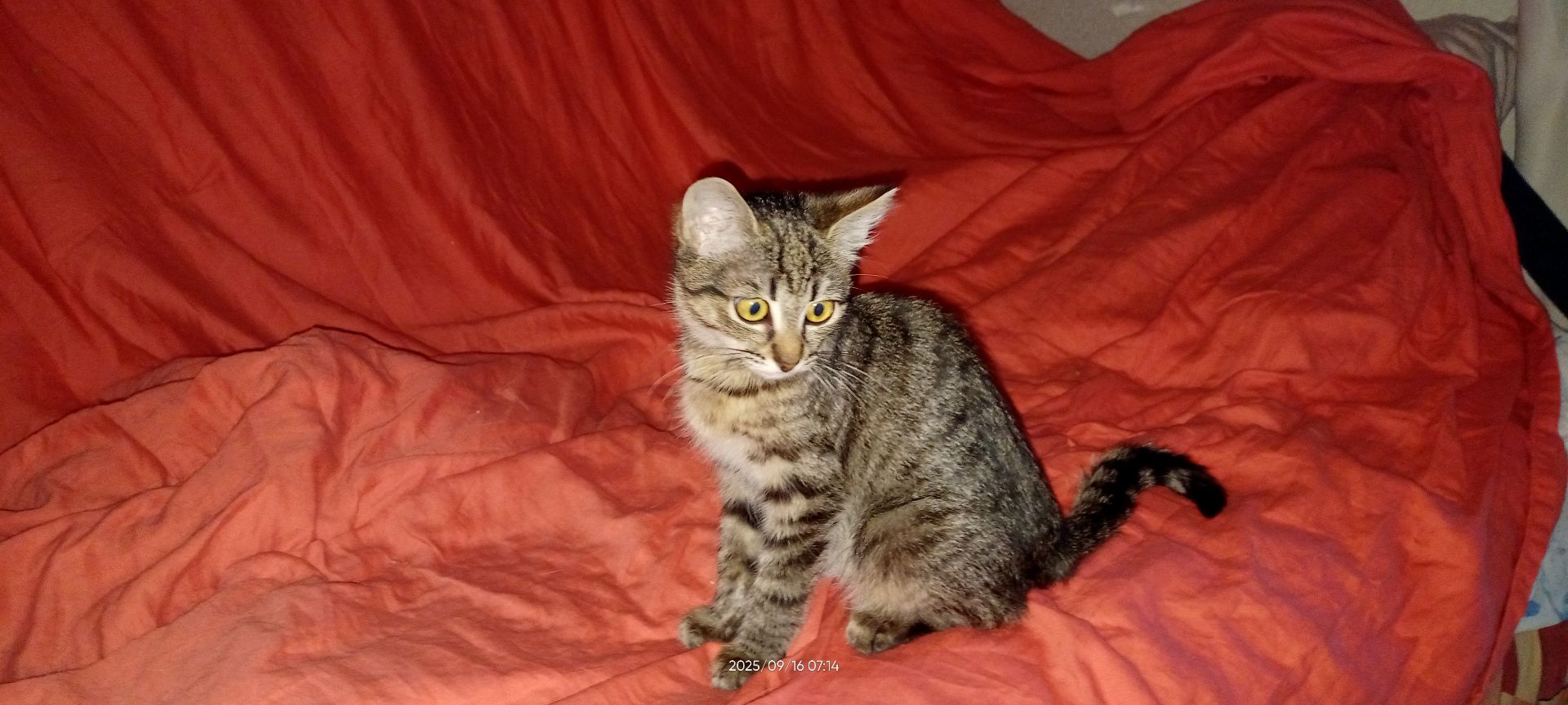 кошеня Тоня