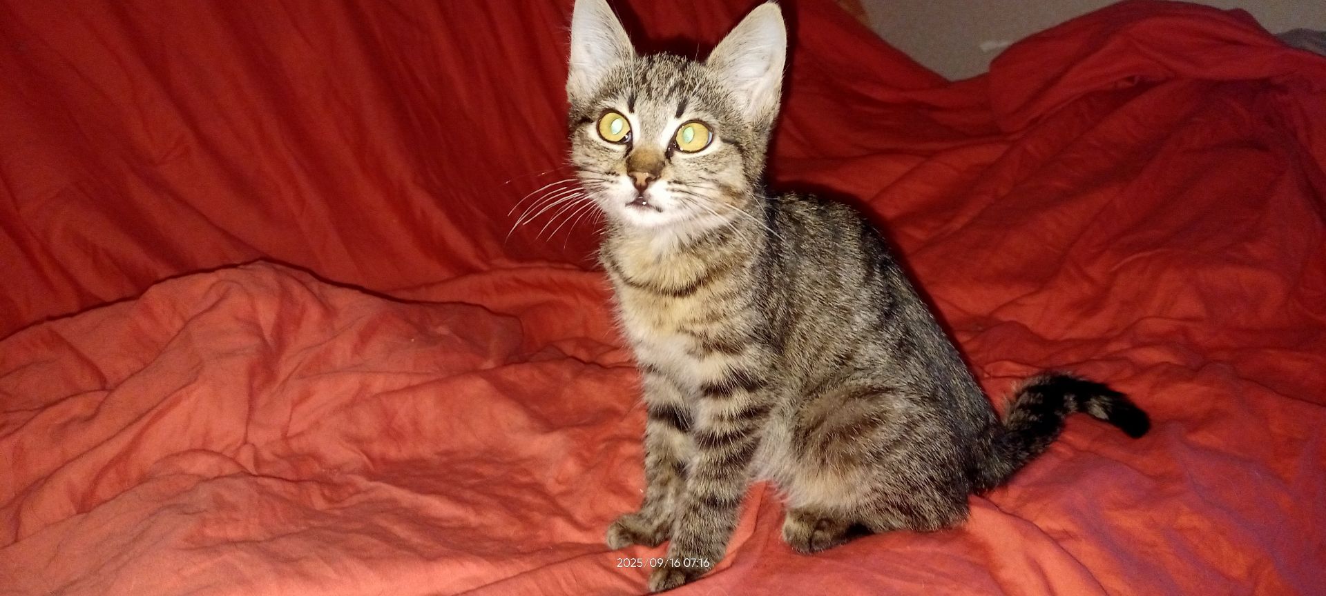 кошеня Тоня
