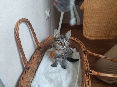 кошеня Тоня