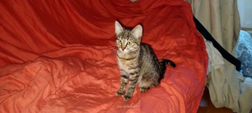 кошеня Тоня