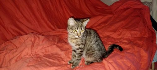 кошеня Тоня