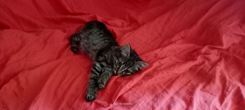 кошеня Тоня