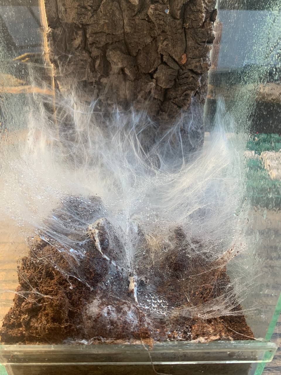 Monocentropus balfouri