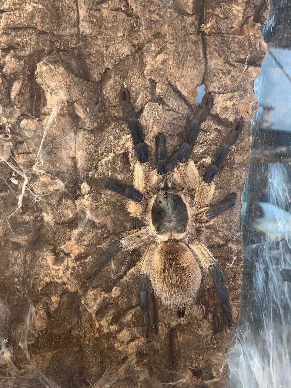 Monocentropus balfouri