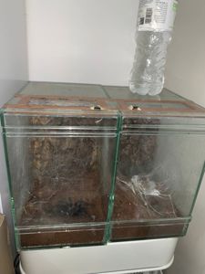 Monocentropus balfouri