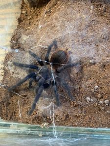 Pterinopelma sazimai самка Сазімай