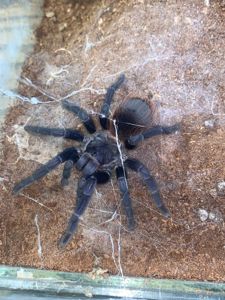 Pterinopelma sazimai самка Сазімай