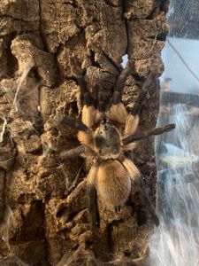 Monocentropus balfouri
