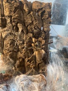 Monocentropus balfouri