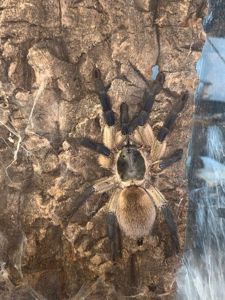 Monocentropus balfouri