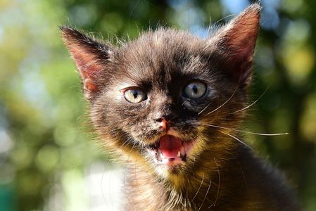 Амулет жіночого щастя КотоДівча півтора місяці