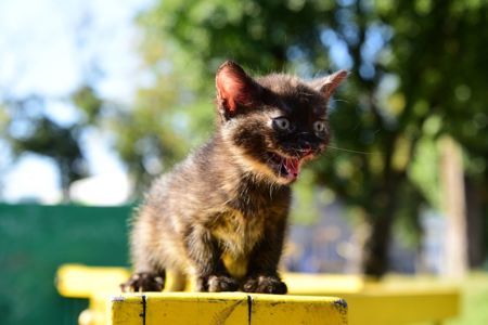 Амулет жіночого щастя КотоДівча півтора місяці