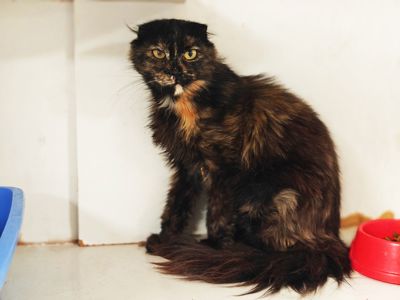 Кориця