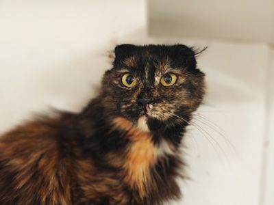 Кориця