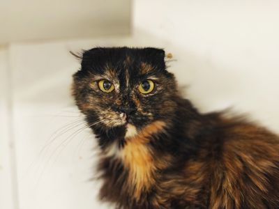 Кориця