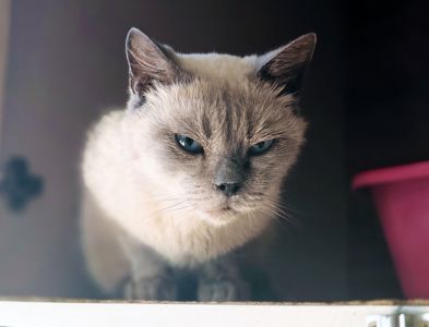 Сапфір