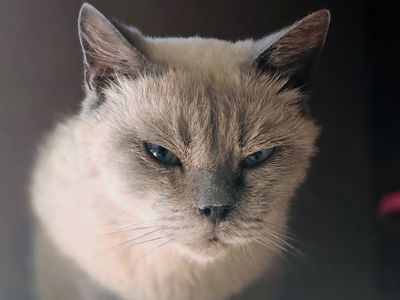 Сапфір