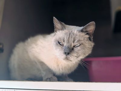 Сапфір