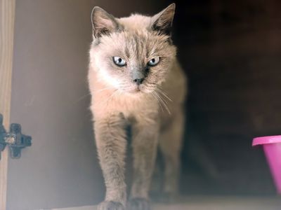Сапфір