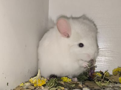 Білорожева Ангора носій фіолету, самець
