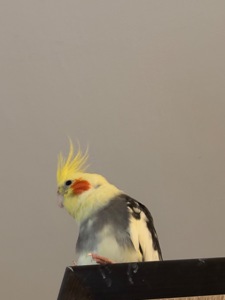 Корела