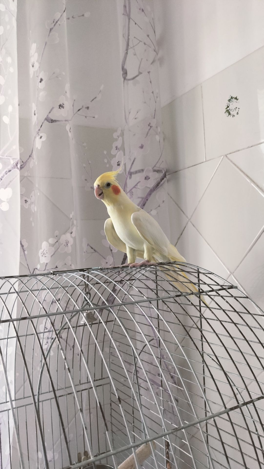 Корела