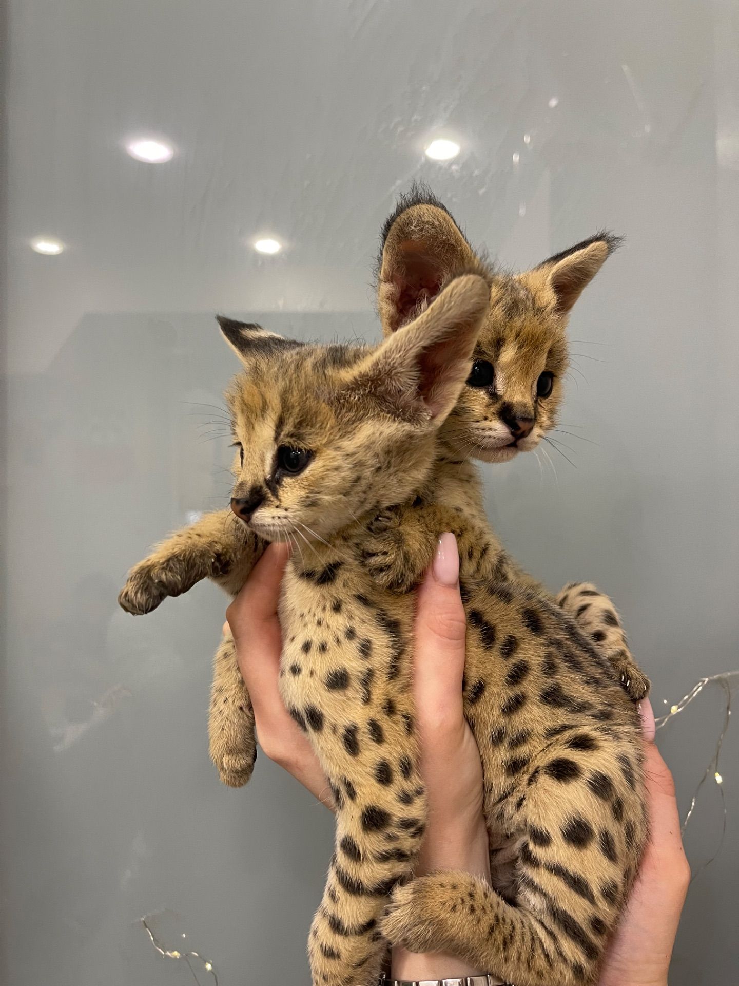 Кошенята саванна