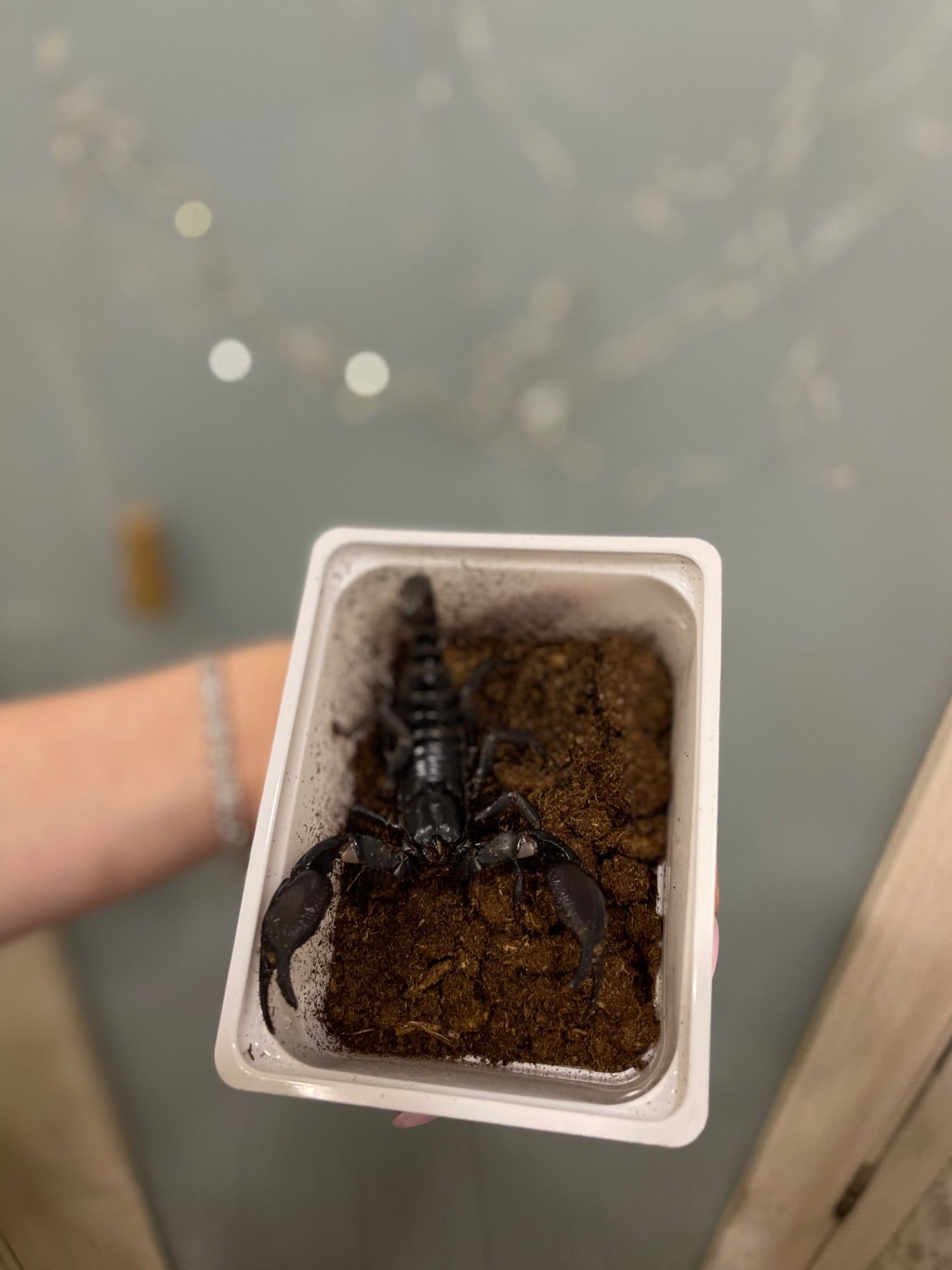 Скорпіон ручний