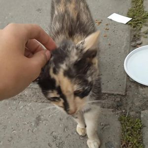 Яскраве киця Ляля 6 місяців Київ шукає родину