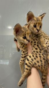 Кошенята саванна