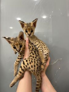 Кошенята саванна