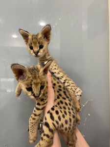 Кошенята саванна