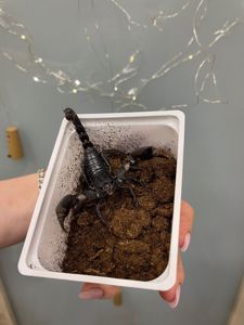 Скорпіон ручний