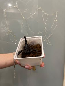 Скорпіон ручний