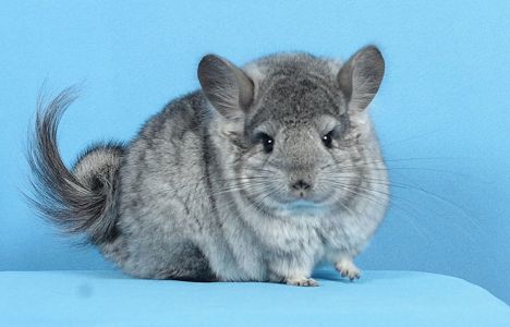 Хлопчик Персідська Королівська Ангора