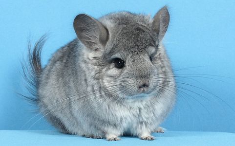 Хлопчик Персідська Королівська Ангора