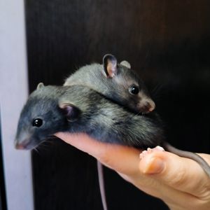 Пацючки, щури, дівчата чорні дамбо