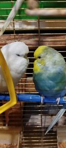 Напівчехи, малюки