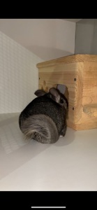 Хлопчик стандарт, НА, НФ