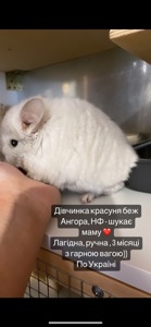 Дівчинка 3 місяці ) Беж Ангора, НФ
