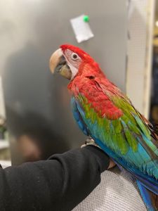 Попугай Ара зеленокрылый птенцы выкормыши