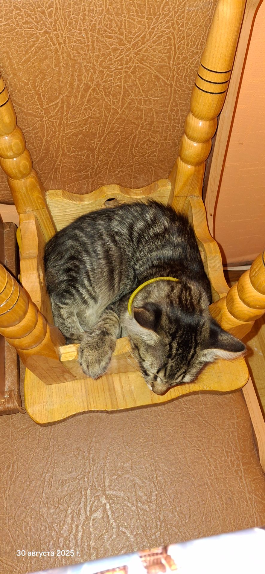 Мішаня