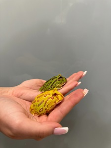 Яскраві жабки рогатки