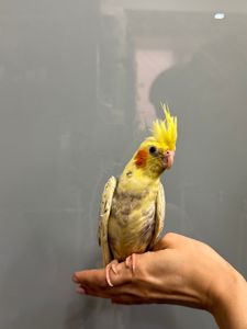 Корелла ручной домашний попугай - Перловые, Сорока, Лютино