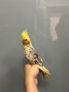 Корелла ручной домашний попугай - Перловые, Сорока, Лютино