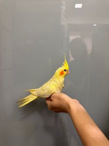 Корелла ручной домашний попугай - Перловые, Сорока, Лютино