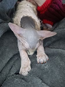 Кошенята